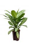 Aglaonema silver king hydrocultuur plant