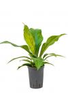 Anthurium jungle bush XS hydrocultuur plant