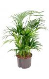 Kentia palm forsteriana grafton hydrocultuur plant