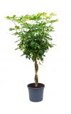 Schefflera gold capella gevlochten kamerplant