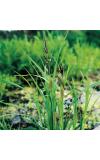 Oeverzegge (Carex riparia) moerasplant (6-stuks)