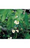 Breed pijlkruid (Sagittaria latifolia) moerasplant (6-stuks)