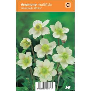 Anemoon (anemone multifida "Annabelle White") zomerbloeier