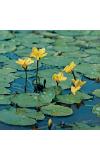 Watergentiaan (Nymphoides peltata) zuurstofplant (10-stuks)