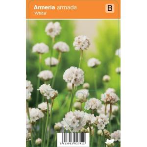 Engels gras (armeria armada "White") zomerbloeier