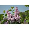 Sering (syringa vulgaris "Duc de Massa")