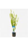 Vallisneria asiatica - 6 stuks - aquarium plant